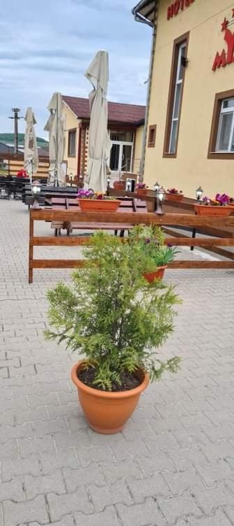 Hotel Mya Bistriţa Екстериор снимка